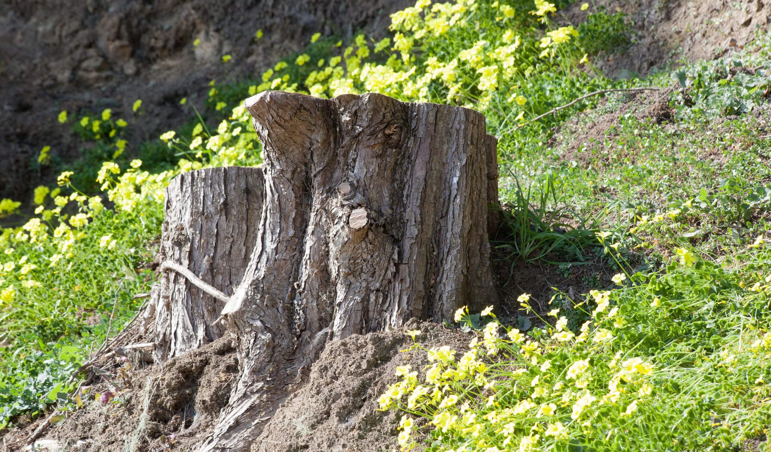 Large tree stump on grassy slope with yellow flowers