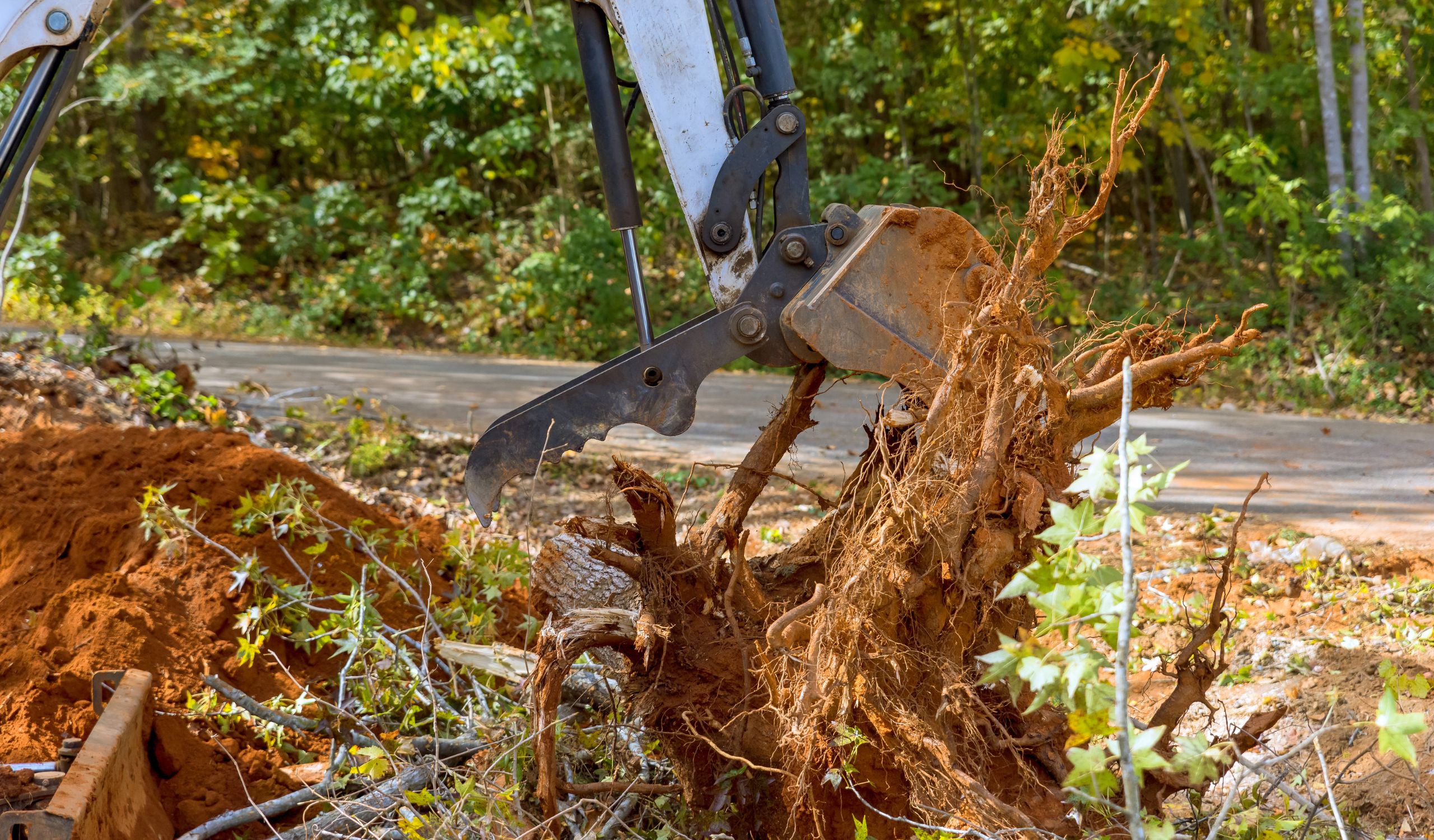 Excavator removing tree stump with exposed roots